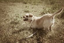JUPI, Hund, Mischlingshund in Ungarn - Bild 5
