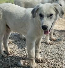 PINSELINO, Hund, Mischlingshund in Griechenland - Bild 1