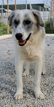 PINSELINO, Hund, Mischlingshund in Griechenland - Bild 10