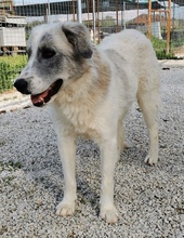 PINSELINO, Hund, Mischlingshund in Griechenland - Bild 11