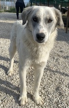 PINSELINO, Hund, Mischlingshund in Griechenland - Bild 4