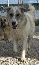 PINSELINO, Hund, Mischlingshund in Griechenland - Bild 5