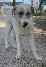 PINSELINO, Hund, Mischlingshund in Griechenland - Bild 7