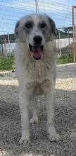 PINSELINO, Hund, Mischlingshund in Griechenland - Bild 8