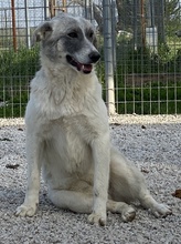 PINSELINO, Hund, Mischlingshund in Griechenland - Bild 9
