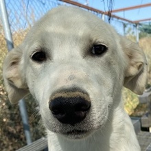 TASSILO, Hund, Mischlingshund in Griechenland - Bild 1