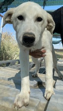 TASSILO, Hund, Mischlingshund in Griechenland - Bild 2