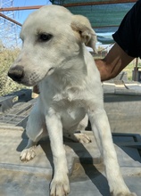 TASSILO, Hund, Mischlingshund in Griechenland - Bild 3