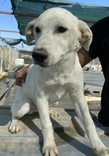 TASSILO, Hund, Mischlingshund in Griechenland - Bild 4