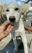 TASSILO, Hund, Mischlingshund in Griechenland - Bild 6