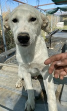 TASSILO, Hund, Mischlingshund in Griechenland - Bild 7