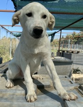 TASSILO, Hund, Mischlingshund in Griechenland - Bild 9