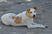 BEAH, Hund, Mischlingshund in Bulgarien - Bild 1