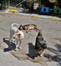 BEAH, Hund, Mischlingshund in Bulgarien - Bild 10