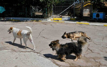 BEAH, Hund, Mischlingshund in Bulgarien - Bild 11
