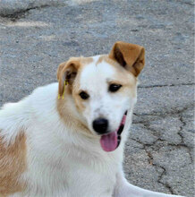 BEAH, Hund, Mischlingshund in Bulgarien - Bild 2