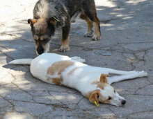 BEAH, Hund, Mischlingshund in Bulgarien - Bild 3