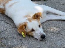 BEAH, Hund, Mischlingshund in Bulgarien - Bild 4
