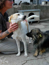 BEAH, Hund, Mischlingshund in Bulgarien - Bild 5