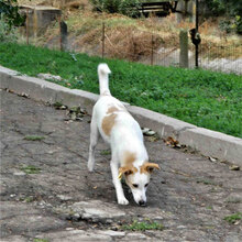 BEAH, Hund, Mischlingshund in Bulgarien - Bild 6