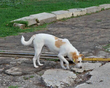 BEAH, Hund, Mischlingshund in Bulgarien - Bild 7