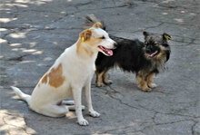 BEAH, Hund, Mischlingshund in Bulgarien - Bild 8
