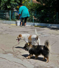 BEAH, Hund, Mischlingshund in Bulgarien - Bild 9