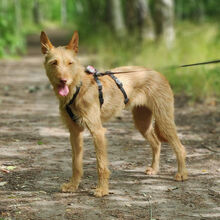 YUNA, Hund, Rauhhaarpodenco in Spanien - Bild 2