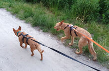 YUNA, Hund, Rauhhaarpodenco in Berlin - Bild 7