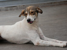 BEAUTY, Hund, Mischlingshund in Bulgarien - Bild 2