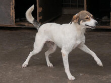 BEAUTY, Hund, Mischlingshund in Bulgarien - Bild 3