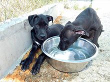NUIT, Hund, Mischlingshund in Bulgarien - Bild 3