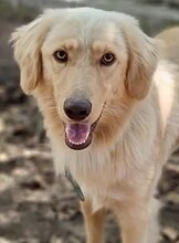MANI, Hund, Mischlingshund in Griechenland - Bild 1