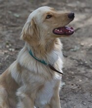 MANI, Hund, Mischlingshund in Griechenland - Bild 4