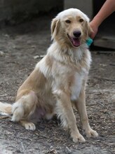 MANI, Hund, Mischlingshund in Griechenland - Bild 5
