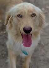 MANI, Hund, Mischlingshund in Griechenland - Bild 6