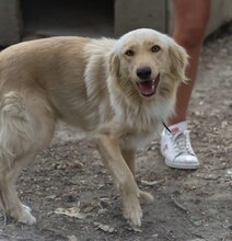 MANI, Hund, Mischlingshund in Griechenland - Bild 7