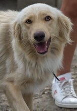 MANI, Hund, Mischlingshund in Griechenland - Bild 8