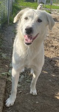 GWENDOLYN, Hund, Mischlingshund in Griechenland - Bild 10