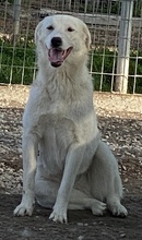 GWENDOLYN, Hund, Mischlingshund in Griechenland - Bild 11