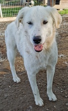 GWENDOLYN, Hund, Mischlingshund in Griechenland - Bild 12