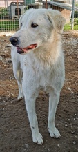 GWENDOLYN, Hund, Mischlingshund in Griechenland - Bild 13