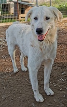 GWENDOLYN, Hund, Mischlingshund in Griechenland - Bild 14