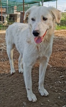 GWENDOLYN, Hund, Mischlingshund in Griechenland - Bild 16