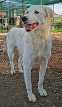 GWENDOLYN, Hund, Mischlingshund in Griechenland - Bild 17