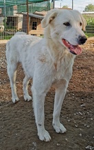 GWENDOLYN, Hund, Mischlingshund in Griechenland - Bild 18