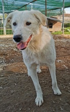 GWENDOLYN, Hund, Mischlingshund in Griechenland - Bild 20