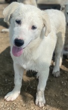 GWENDOLYN, Hund, Mischlingshund in Griechenland - Bild 23