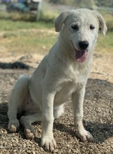 GWENDOLYN, Hund, Mischlingshund in Griechenland - Bild 24