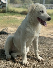 GWENDOLYN, Hund, Mischlingshund in Griechenland - Bild 25